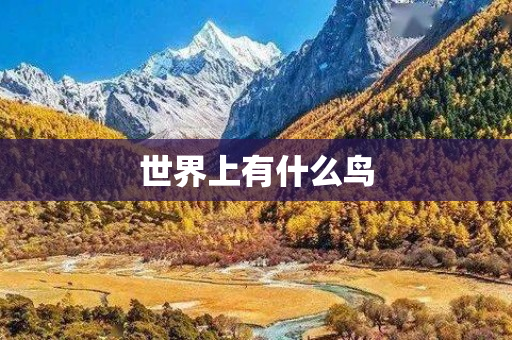 世界上有什么鸟