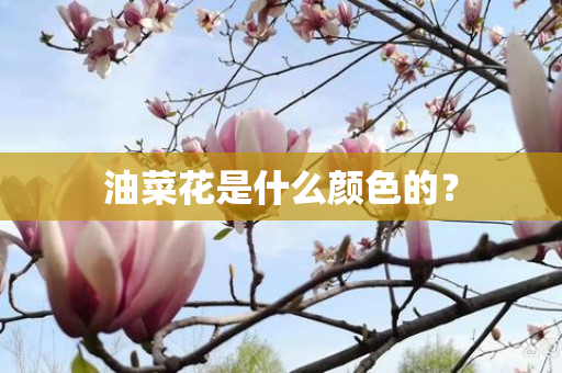 油菜花是什么颜色的？