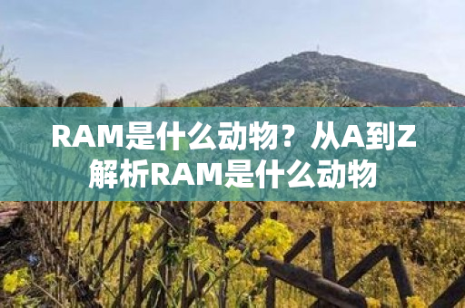 RAM是什么动物？从A到Z解析RAM是什么动物