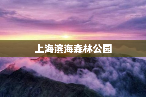 上海滨海森林公园