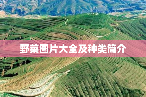 野菜图片大全及种类简介